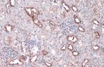 WNK1 Antibody in Immunohistochemistry (Paraffin) (IHC (P))