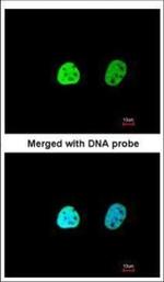 hnRNP A1 Antibody in Immunocytochemistry (ICC/IF)