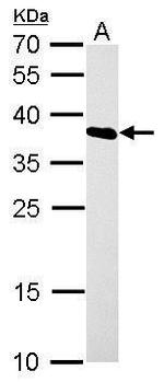 hnRNP A1 Antibody in Western Blot (WB)