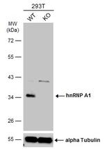 hnRNP A1 Antibody in Western Blot (WB)