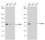 CD2AP Antibody in Western Blot (WB)