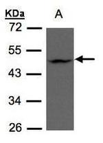 ZDHHC13 Antibody in Western Blot (WB)