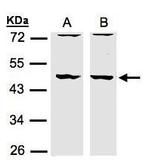 HIP55 Antibody in Western Blot (WB)