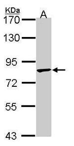 TRIM36 Antibody in Western Blot (WB)
