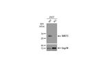 SIRT3 Antibody in Western Blot (WB)