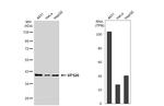 VPS26A Antibody in Western Blot (WB)