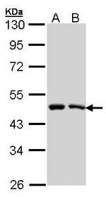 SIL1 Antibody in Western Blot (WB)