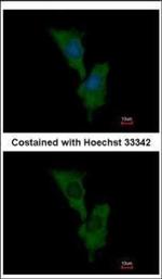 ELMO1 Polyclonal Antibody
