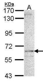 LDB3 Antibody in Western Blot (WB)