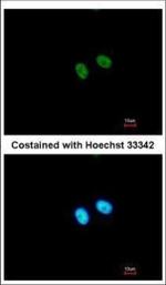 PRDM8 Antibody in Immunocytochemistry (ICC/IF)