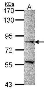 PRDM8 Antibody in Western Blot (WB)