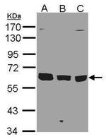 KPNA3 Antibody in Western Blot (WB)