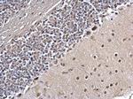 PLRG1 Antibody in Immunohistochemistry (Paraffin) (IHC (P))
