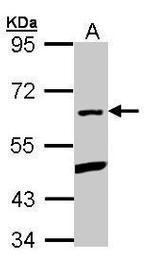 PLRG1 Antibody in Western Blot (WB)