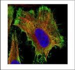 PP2A alpha Antibody in Immunocytochemistry (ICC/IF)