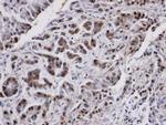PP2A alpha Antibody in Immunohistochemistry (Paraffin) (IHC (P))