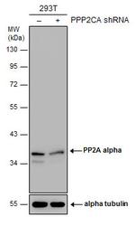 PP2A alpha Antibody in Western Blot (WB)