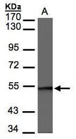 BAF57 Antibody in Western Blot (WB)