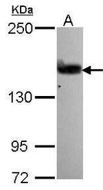 GEF5 Polyclonal Antibody