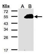 RASSF9 Polyclonal Antibody