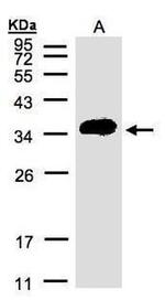 ATP6IP2 Antibody in Western Blot (WB)