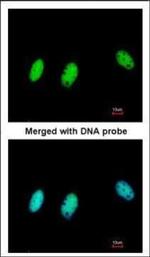 HP1 beta Polyclonal Antibody