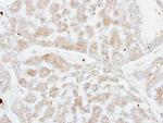 FSTL1 Antibody in Immunohistochemistry (Paraffin) (IHC (P))