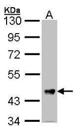 FSTL1 Antibody in Western Blot (WB)