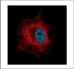 NUP50 Polyclonal Antibody