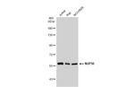 NUP50 Antibody in Western Blot (WB)
