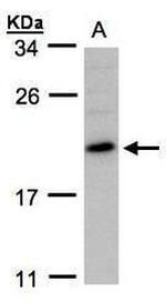 HP1 gamma Antibody in Western Blot (WB)