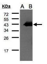 CCNDBP1 Antibody in Western Blot (WB)