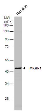 MKRN1 Antibody in Western Blot (WB)