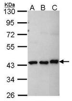 MKRN1 Antibody in Western Blot (WB)