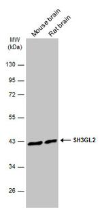 SH3GL2 Antibody in Western Blot (WB)