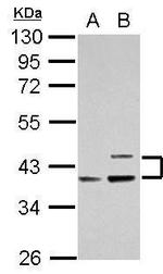 Apolipoprotein L1 Antibody in Western Blot (WB)