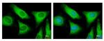 eIF2 beta Polyclonal Antibody
