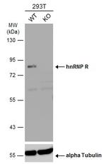 hnRNP R Antibody in Western Blot (WB)