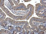 EEF1B2 Antibody in Immunohistochemistry (Paraffin) (IHC (P))