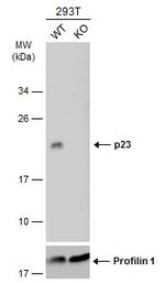 p23 Antibody in Western Blot (WB)