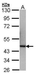 p40 Antibody in Western Blot (WB)