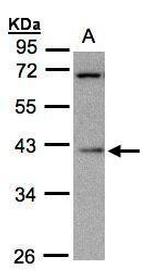 MRPS22 Antibody in Western Blot (WB)
