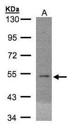 eIF5 Polyclonal Antibody
