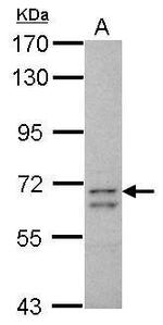 CCDC37 Antibody in Western Blot (WB)