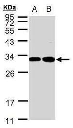 AMPK beta-1 Antibody in Western Blot (WB)