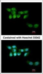 KIAA1530 Polyclonal Antibody