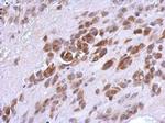 PHF17 Antibody in Immunohistochemistry (Paraffin) (IHC (P))