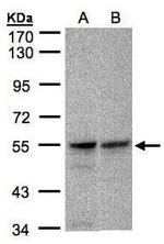 FOXRED1 Antibody in Western Blot (WB)