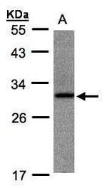 ANKRD7 Antibody in Western Blot (WB)