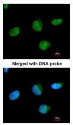 U2AF1 Polyclonal Antibody
